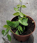 4" Dischidia Ovata Watermelon 